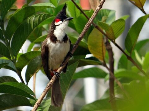 The Red Whiskered Bulbul