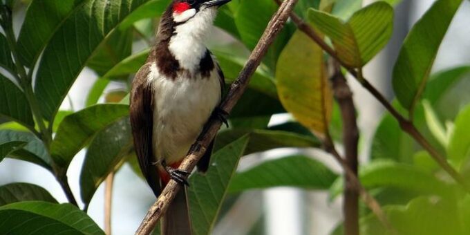 The Red Whiskered Bulbul